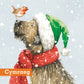Best Buddies Christmas Cards Pack of 10 Cymraeg Welsh Greeting