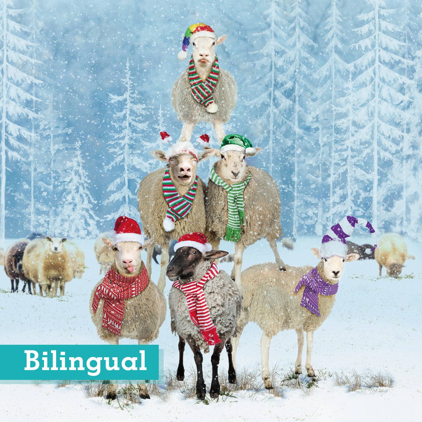 Christmas Sheep Stack Christmas cards Pack of 10 Bilingual Greeting