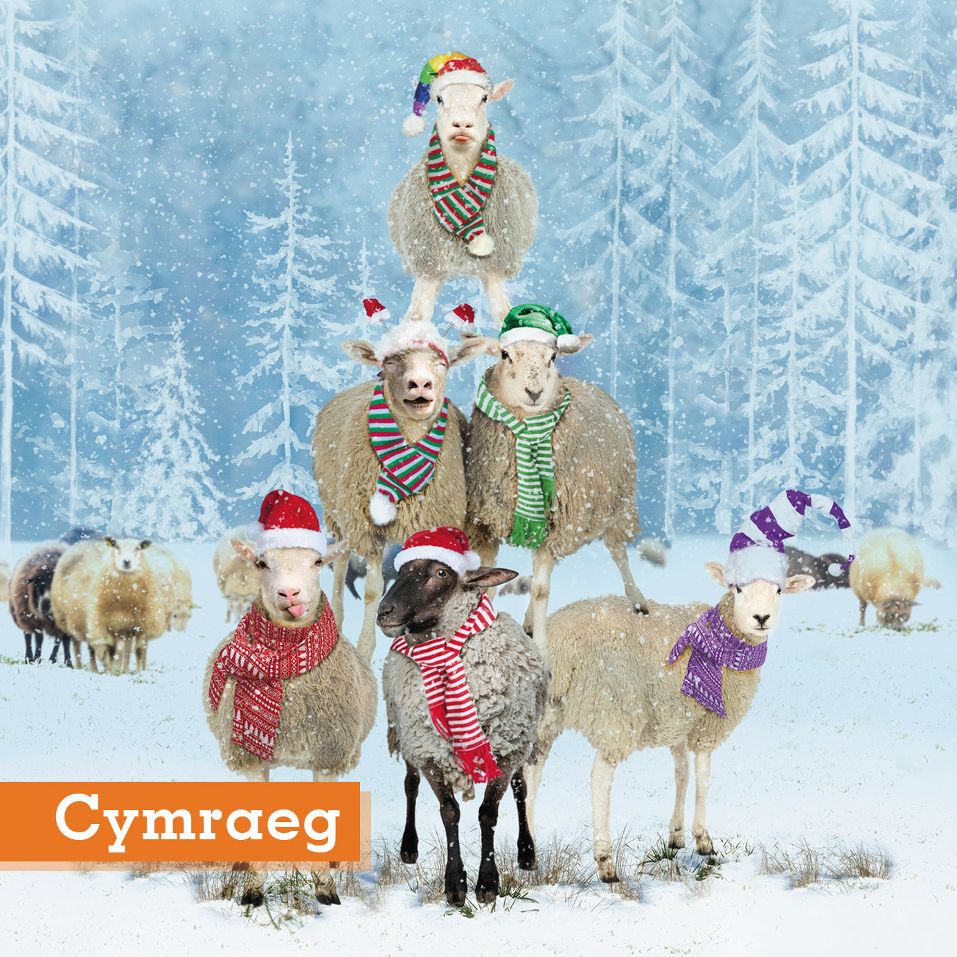Christmas Sheep Stack Christmas cards Pack of 10 Cymraeg Welsh Greeting