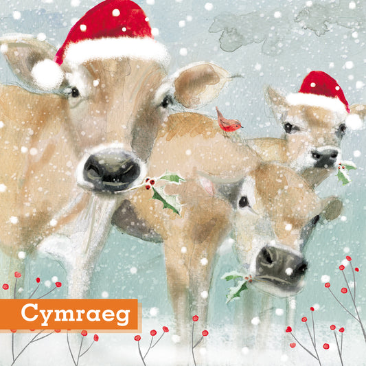 Christmas Cows Christmas Cards Welsh  Cymraeg Greeting Pack of 10