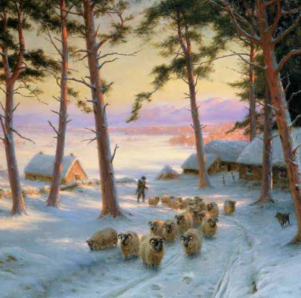 Sheep in Snowy Field Christmas Cards English Pack of 10