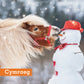 My Carrot ! Christmas Cards Welsh Cymraeg Greeting Pack of 10