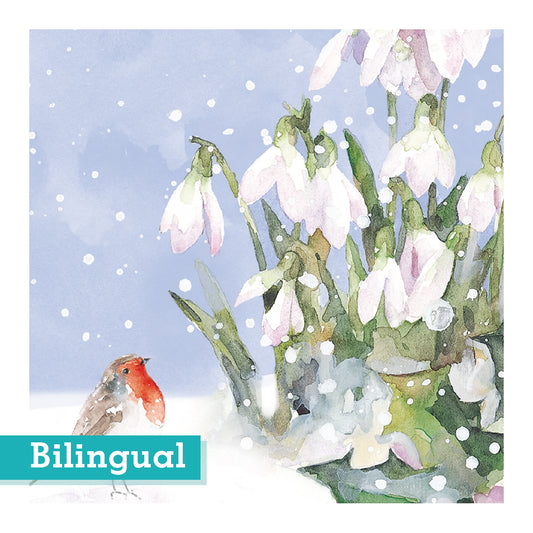 Robin and Snowdrops Christmas Cards Bilingual Greeting  Pack of 10