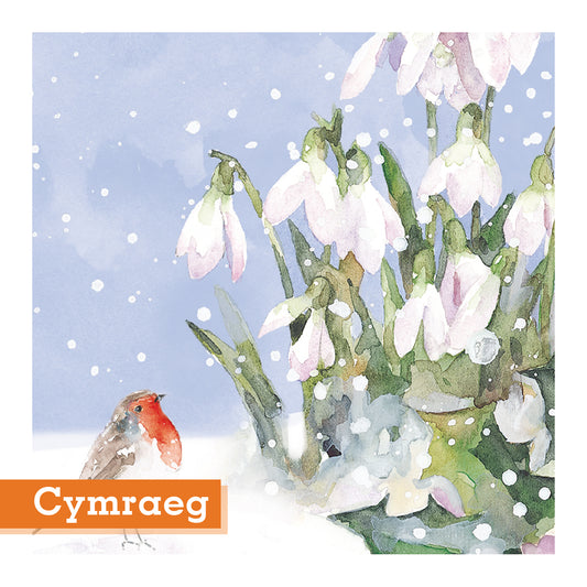 Robin and Snowdrops Christmas Cards Welsh Greeting Pack of 10