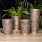 Tree of Life Bronze Terracotta Plant Pot by Lisa Parker